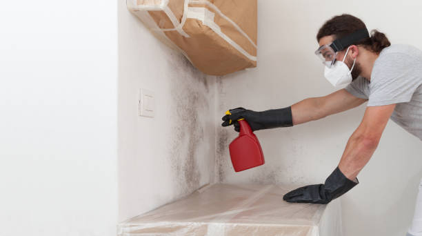 Basement Mold Remediation treatment on basement walls in Wilmington